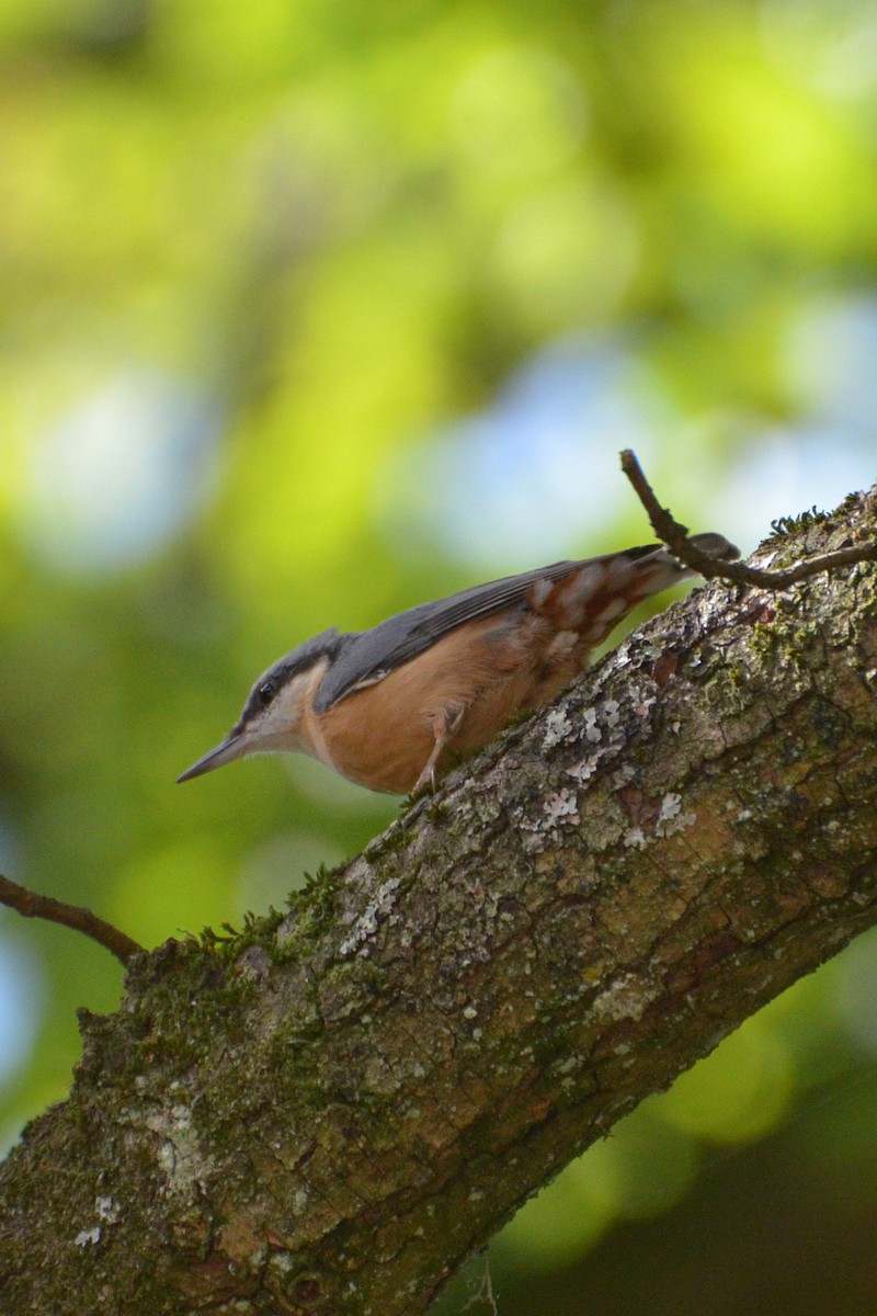 Garrapo eurasiarra - ML647765447