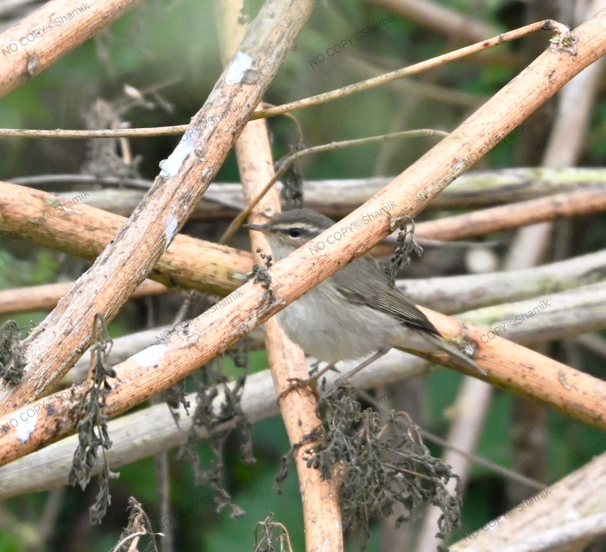 עלווית כהה - ML647765496