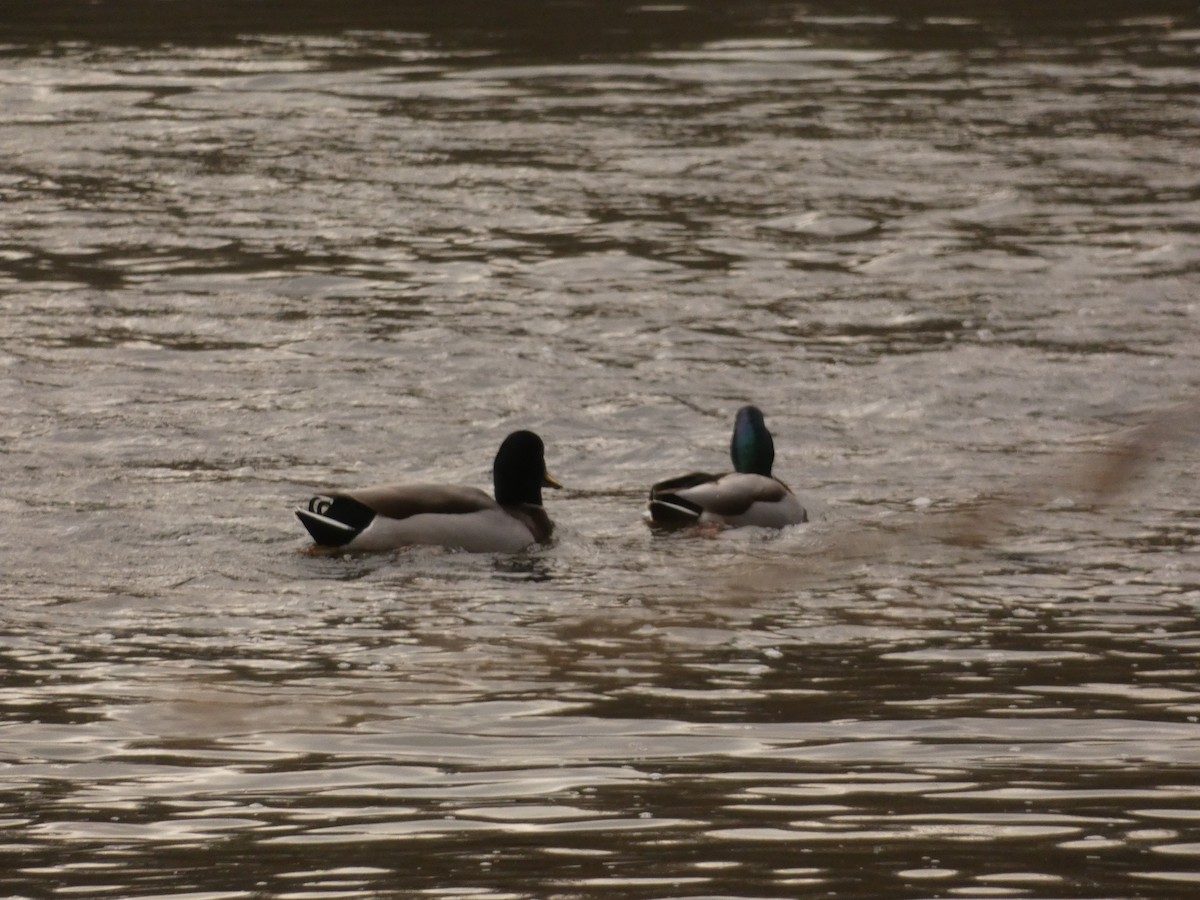 Крижень звичайний - ML647765544