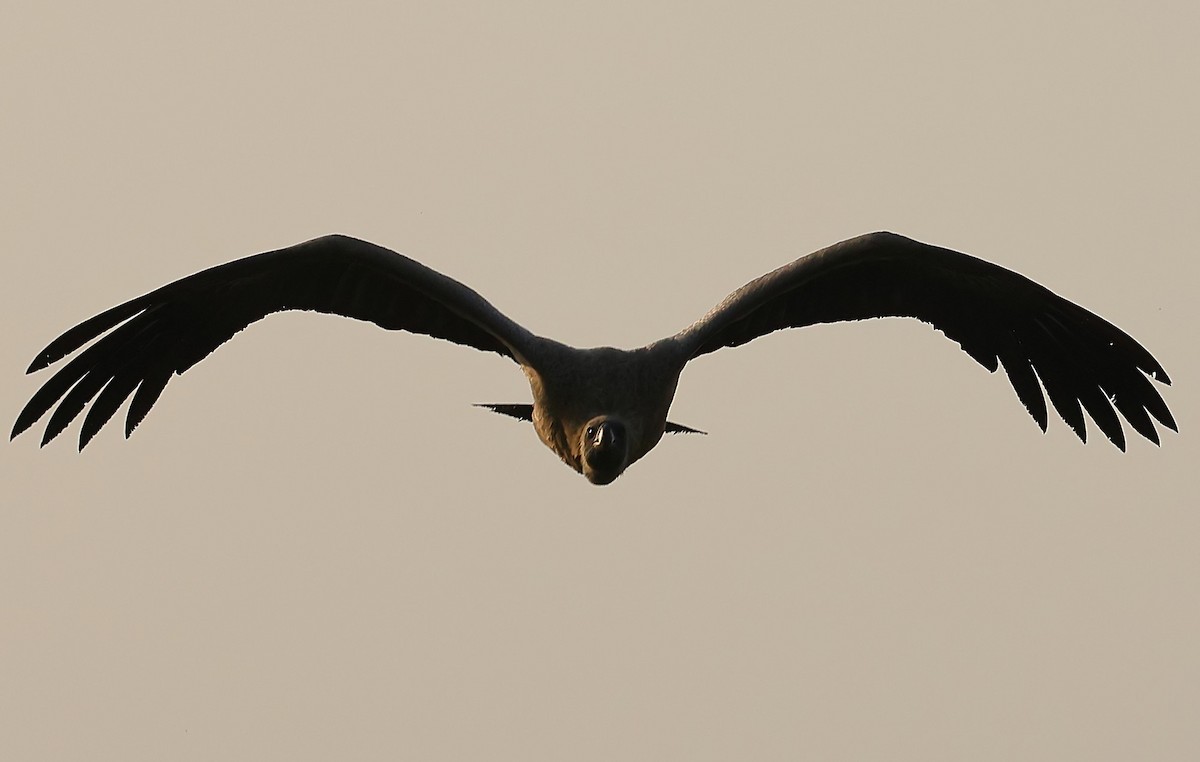 Ak Sırtlı Akbaba - ML647765560