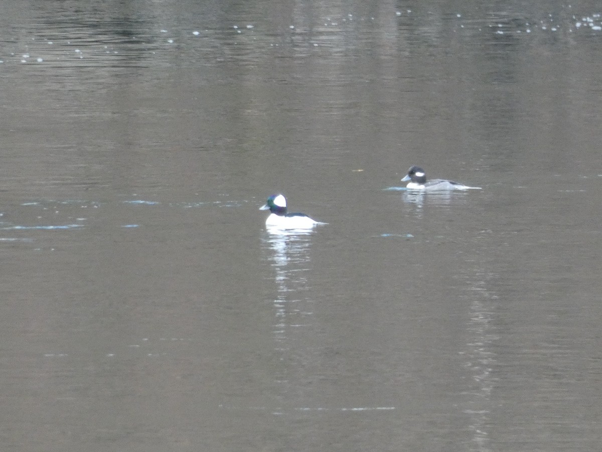 Гоголь малий - ML647765572