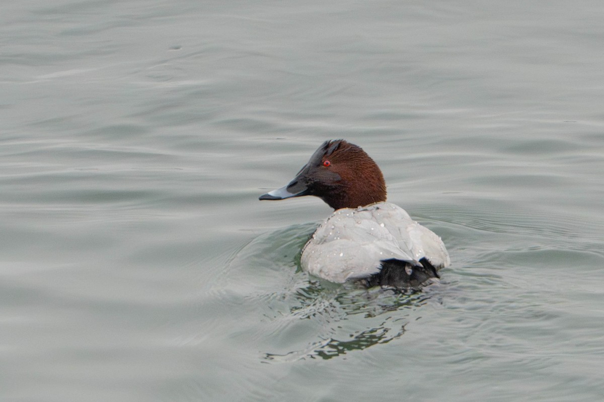 Common Pochard - ML647765587