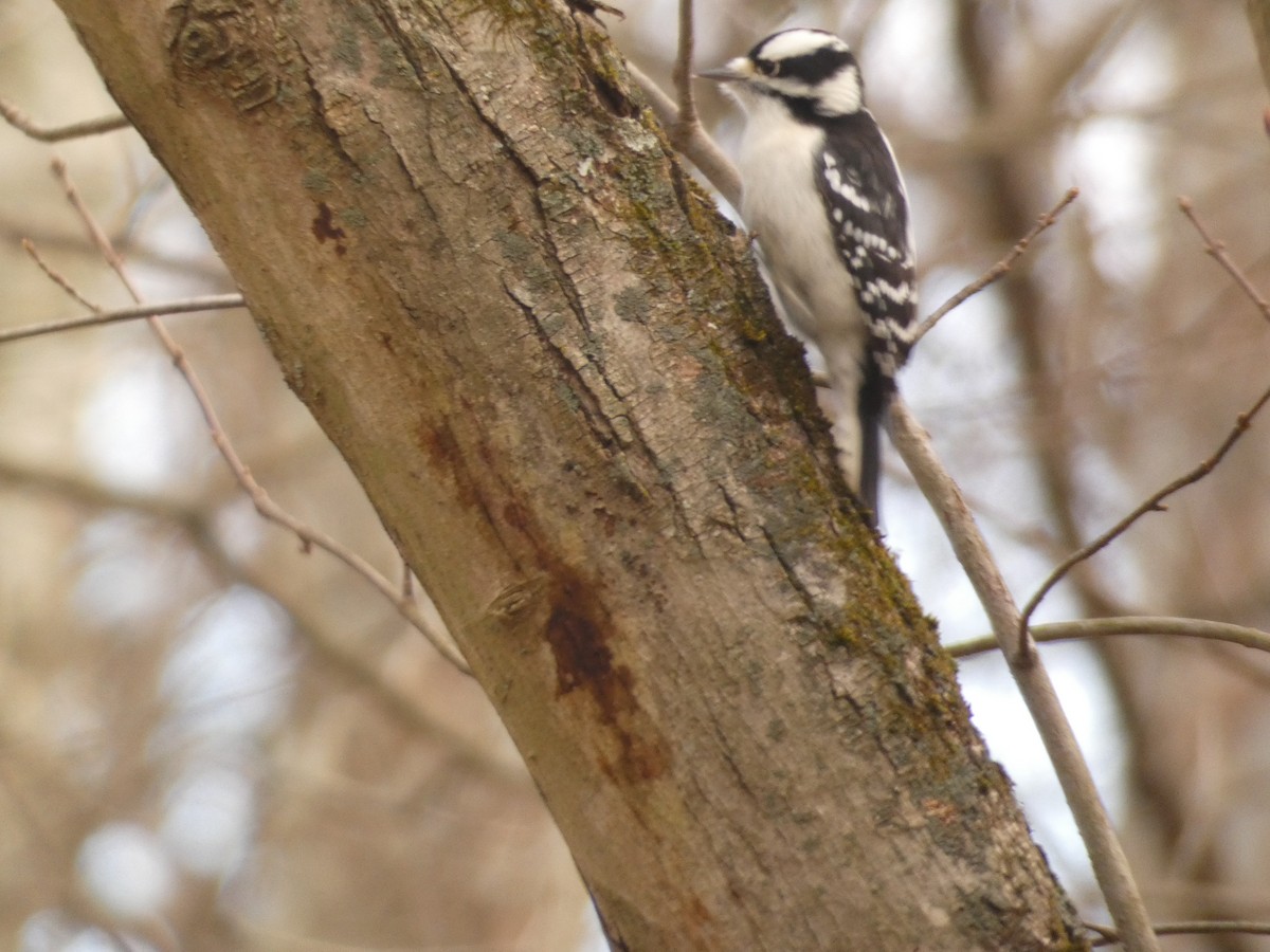 Дятел пухнастий - ML647765588