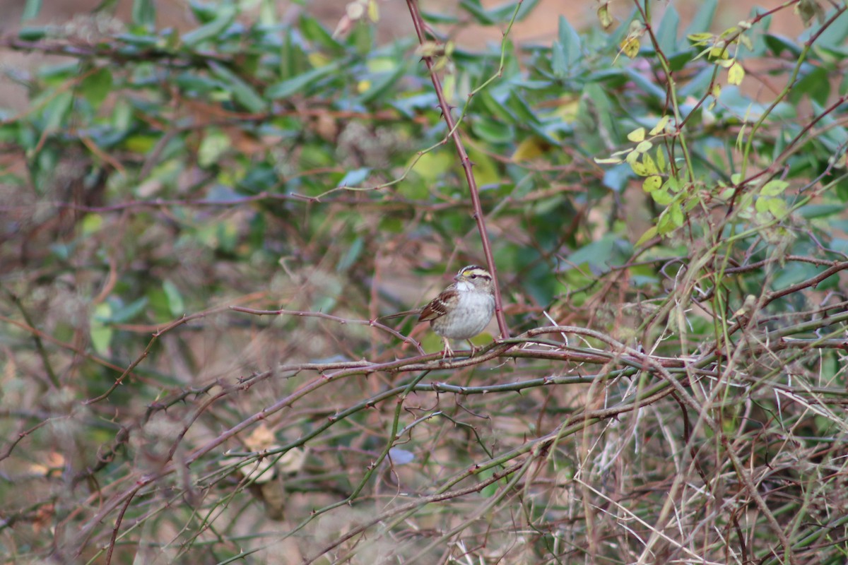 Бруант білогорлий - ML647765592