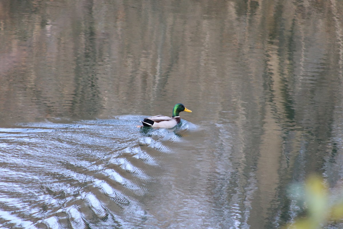 Крижень звичайний - ML647765619