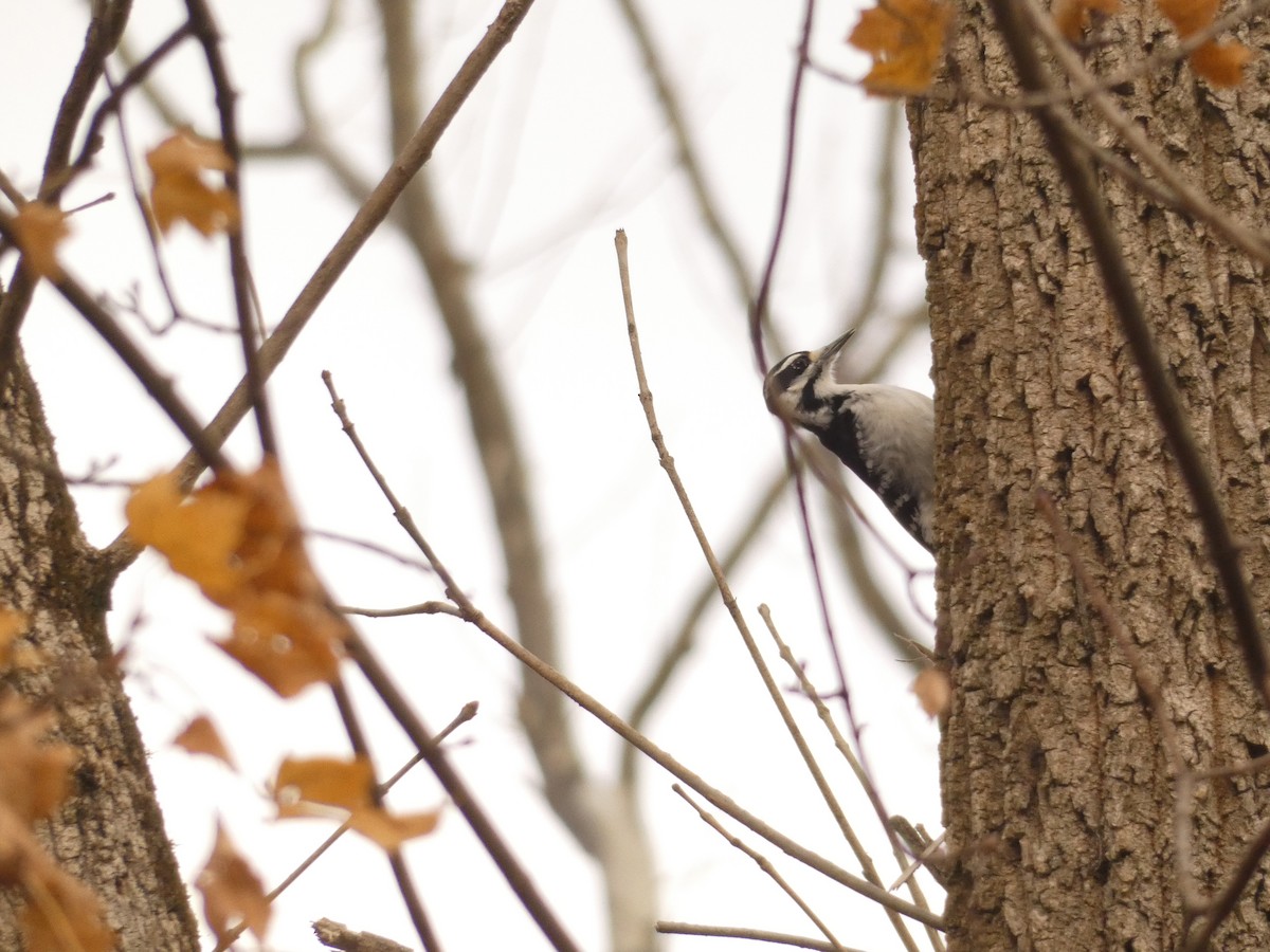 Дятел волохатий - ML647765623