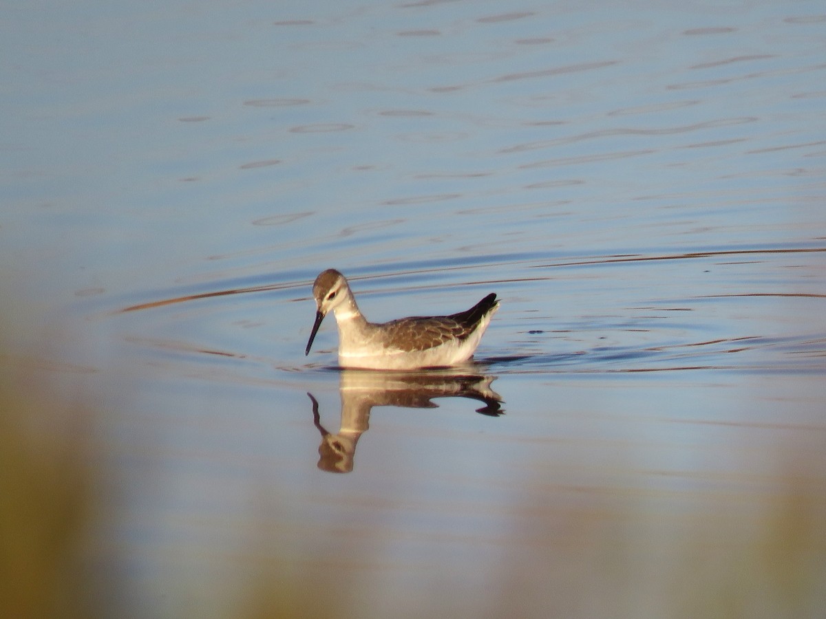 lyskonoh dlouhozobý - ML647765633