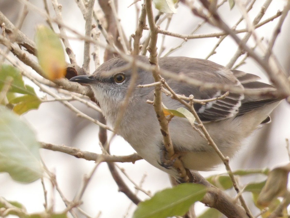 Золотомушка рубіновочуба/світлоброва - ML647765634