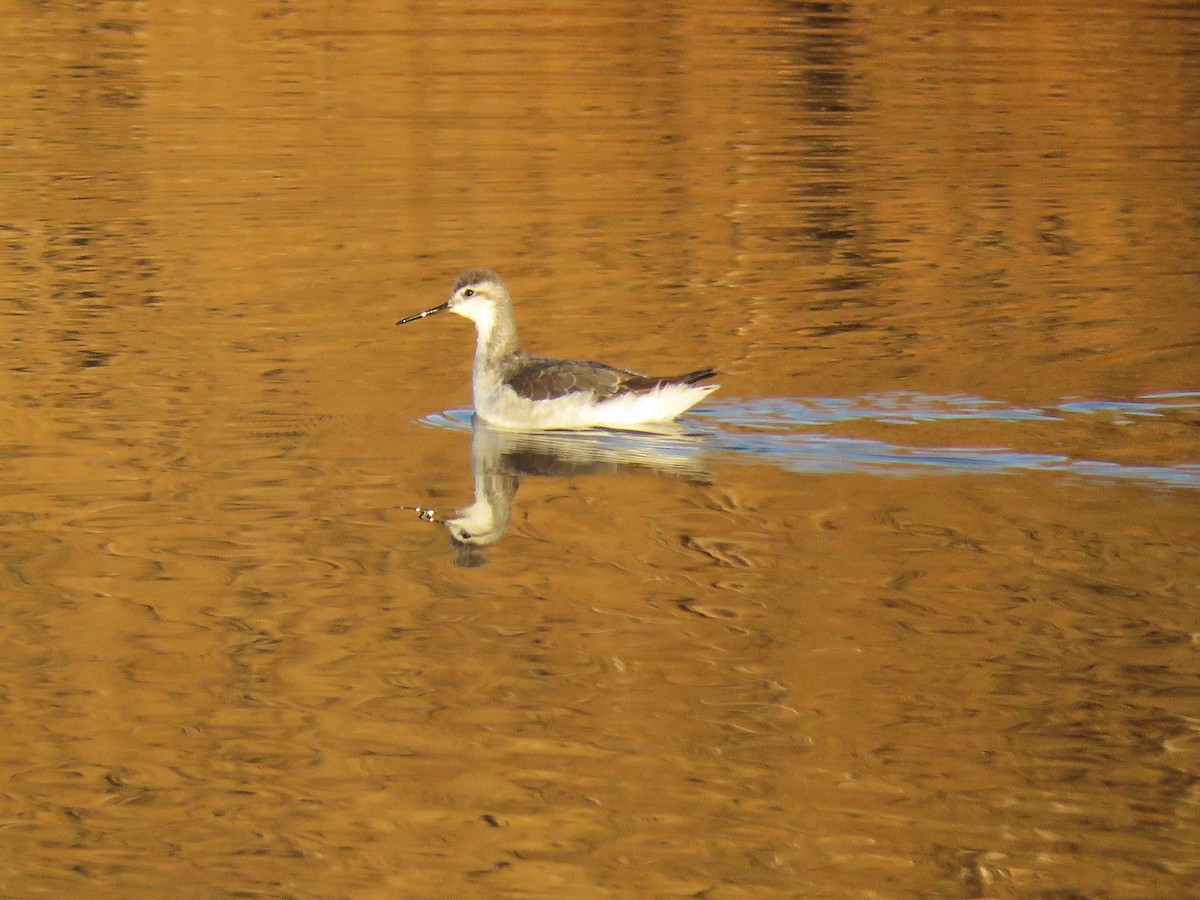 lyskonoh dlouhozobý - ML647765635