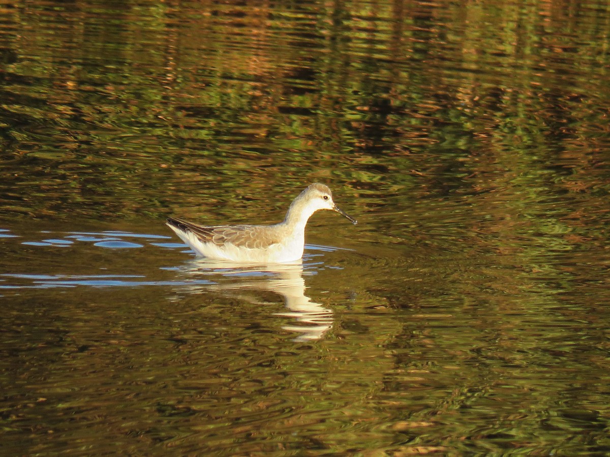 lyskonoh dlouhozobý - ML647765636