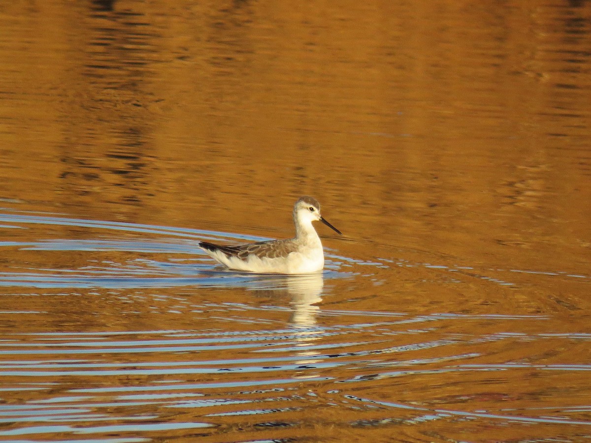 lyskonoh dlouhozobý - ML647765637