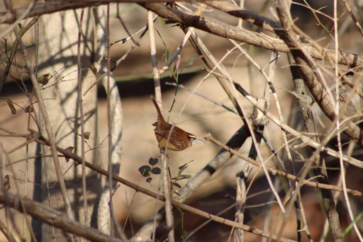 Поплітник каролінський - ML647765643