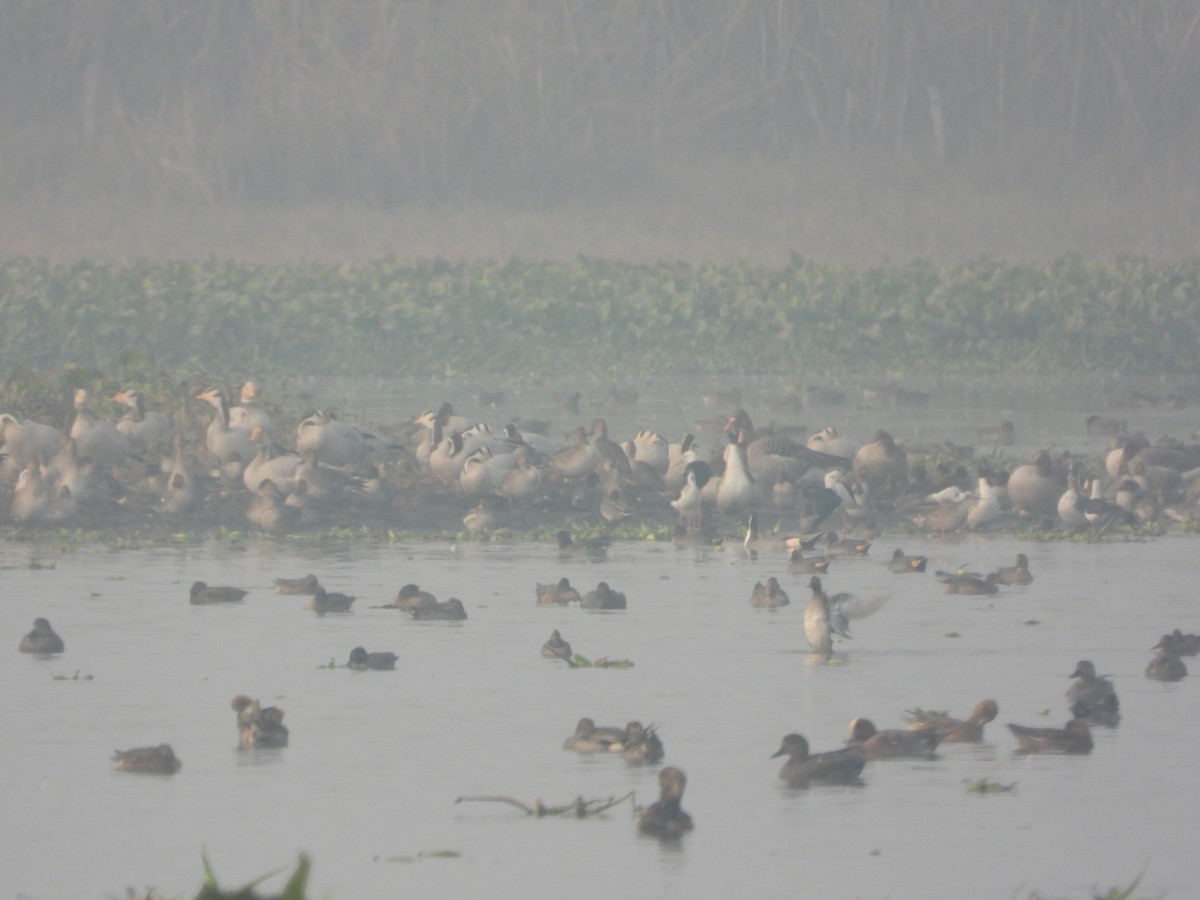 Bar-headed Goose - ML647765646