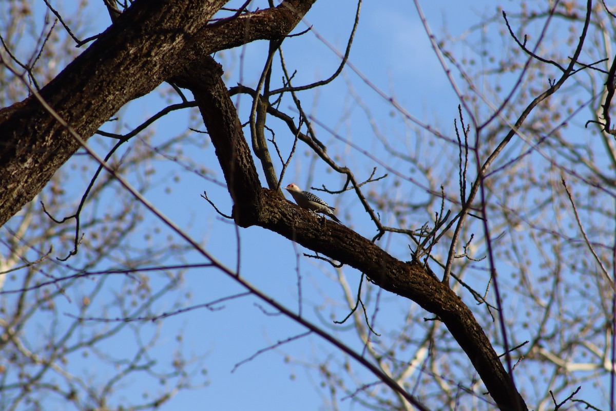 Гіла каролінська - ML647765657