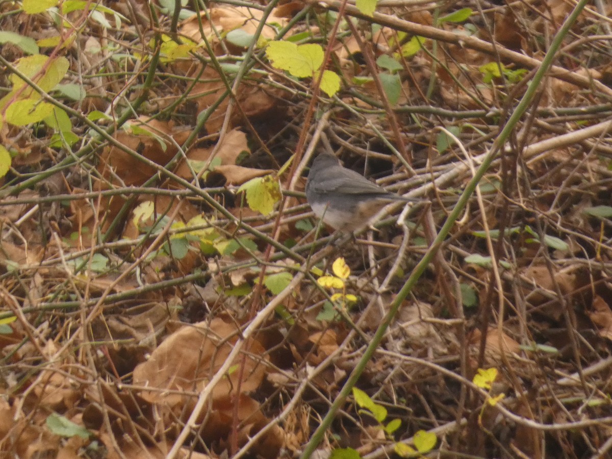 Юнко сірий - ML647765659