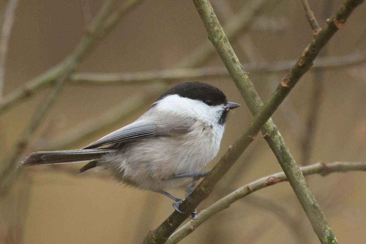 Пухляк - ML647765666