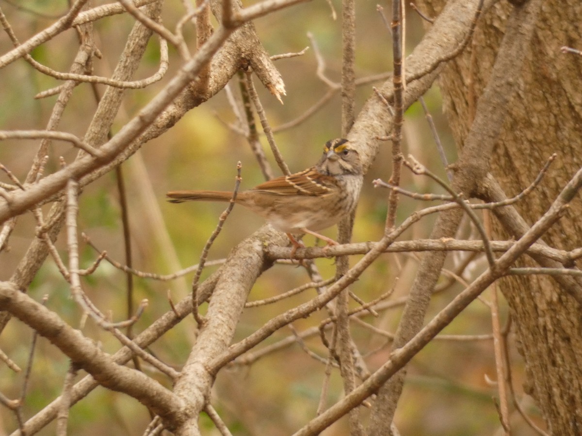 Бруант білогорлий - ML647765671