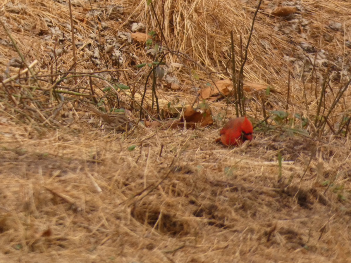 Кардинал червоний - ML647765686