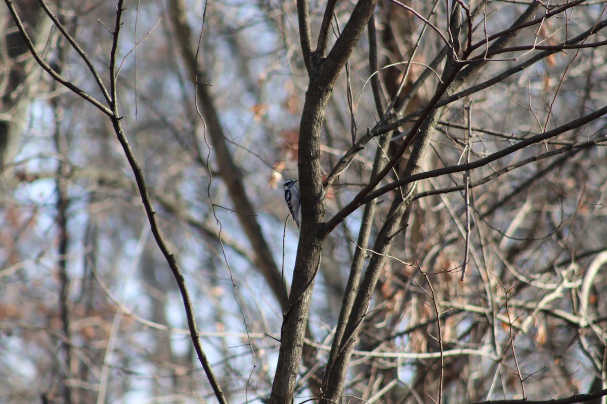 Дятел пухнастий - ML647765694