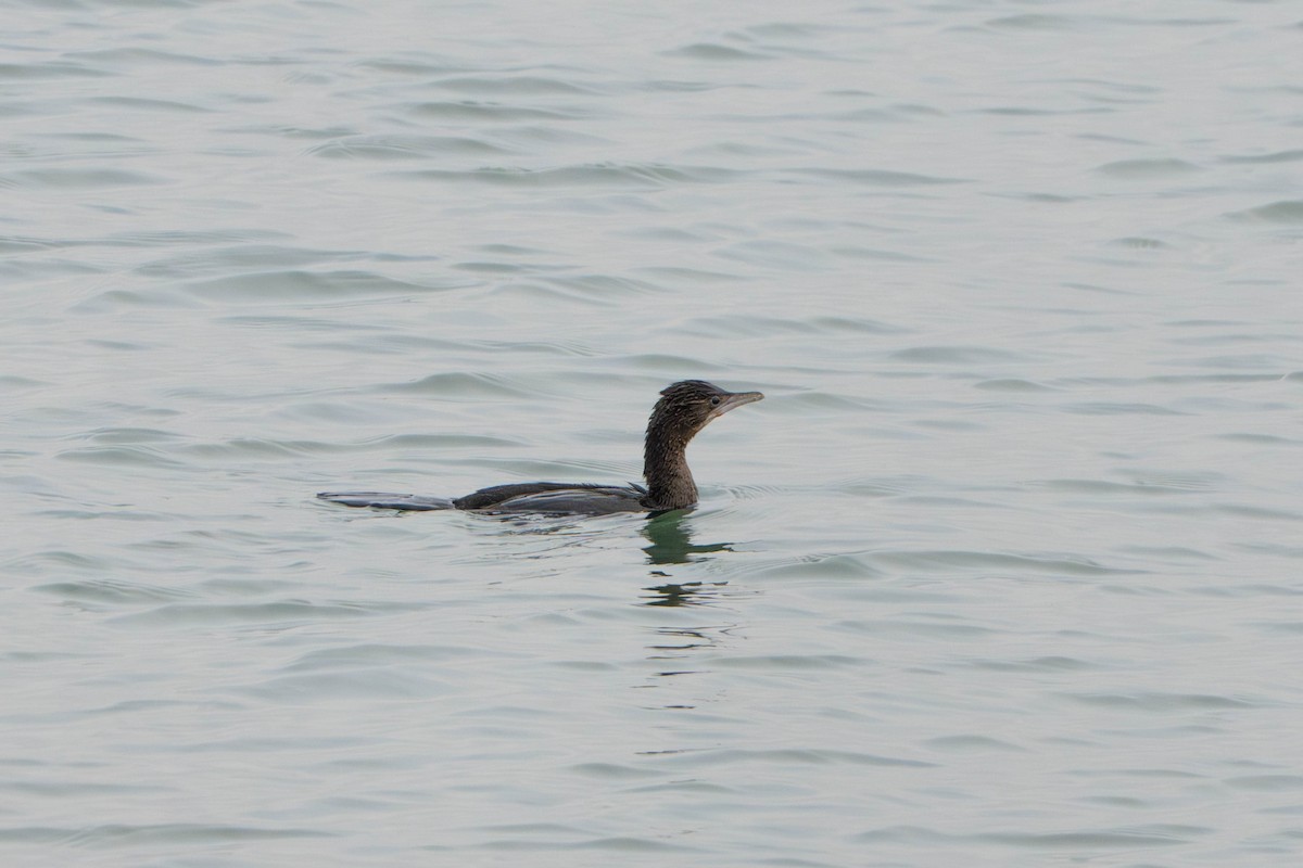 Баклан малий - ML647765701