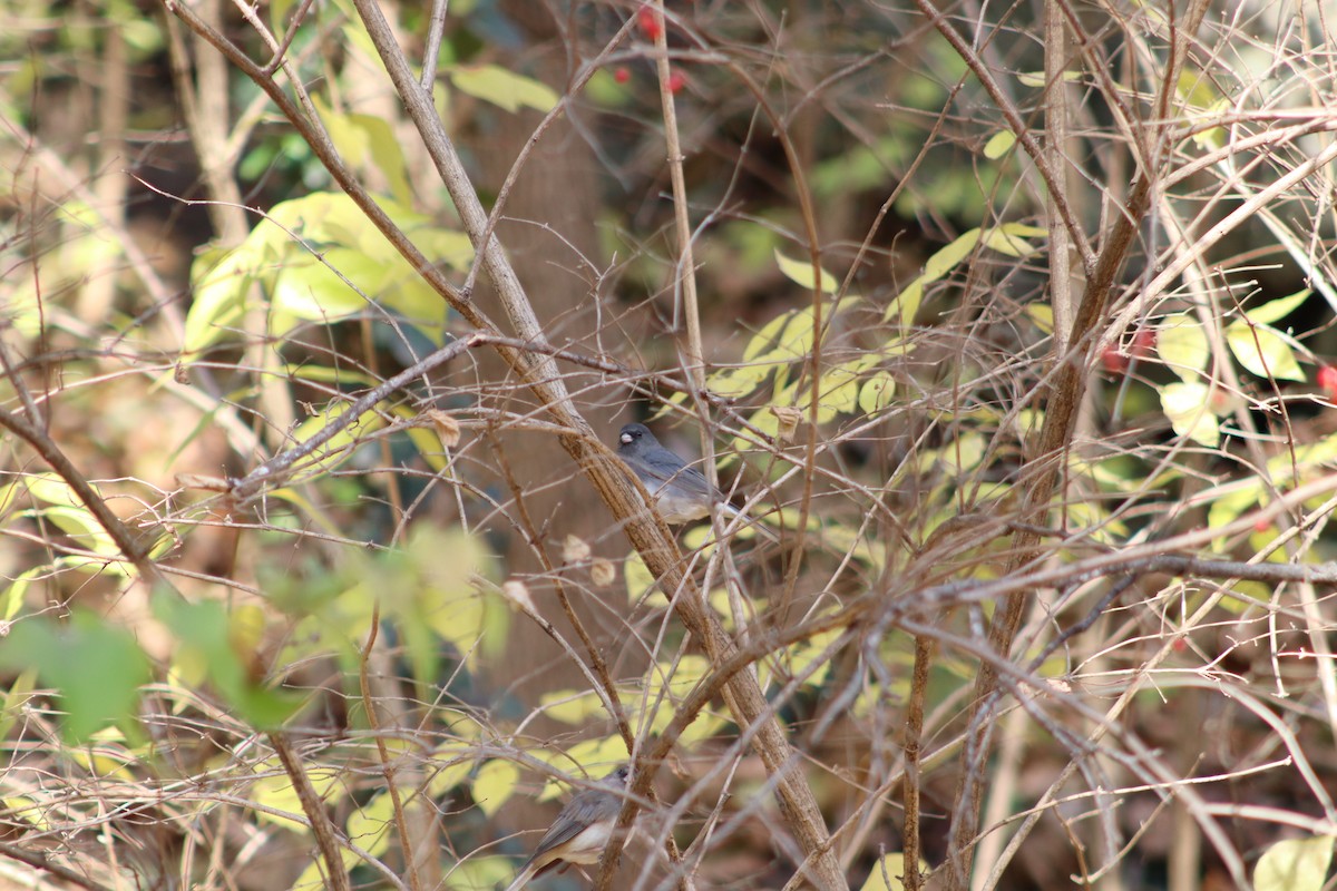 Юнко сірий - ML647765709