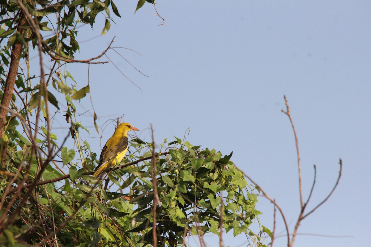 Loriot indien - ML647765714