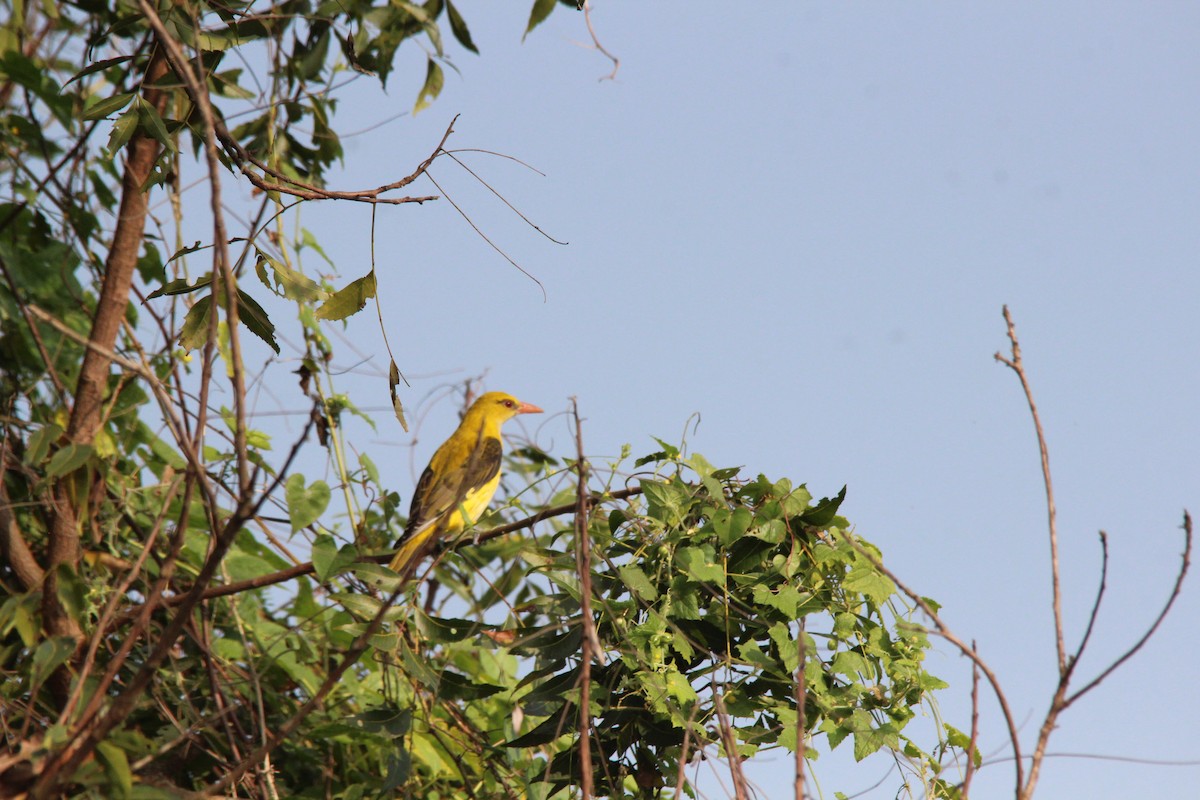 Loriot indien - ML647765715