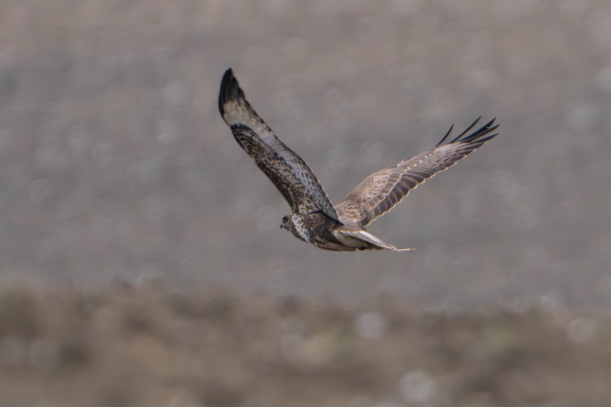 Buse variable - ML647765729