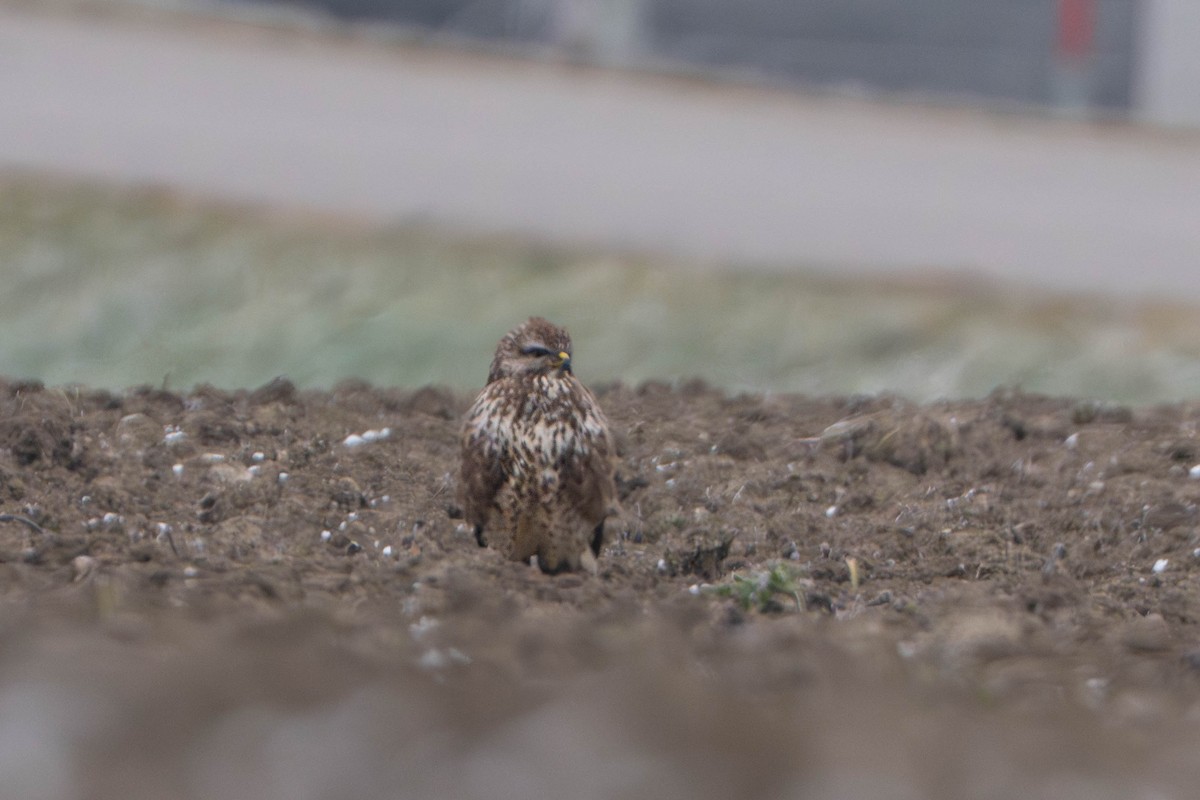 Buse variable - ML647765730