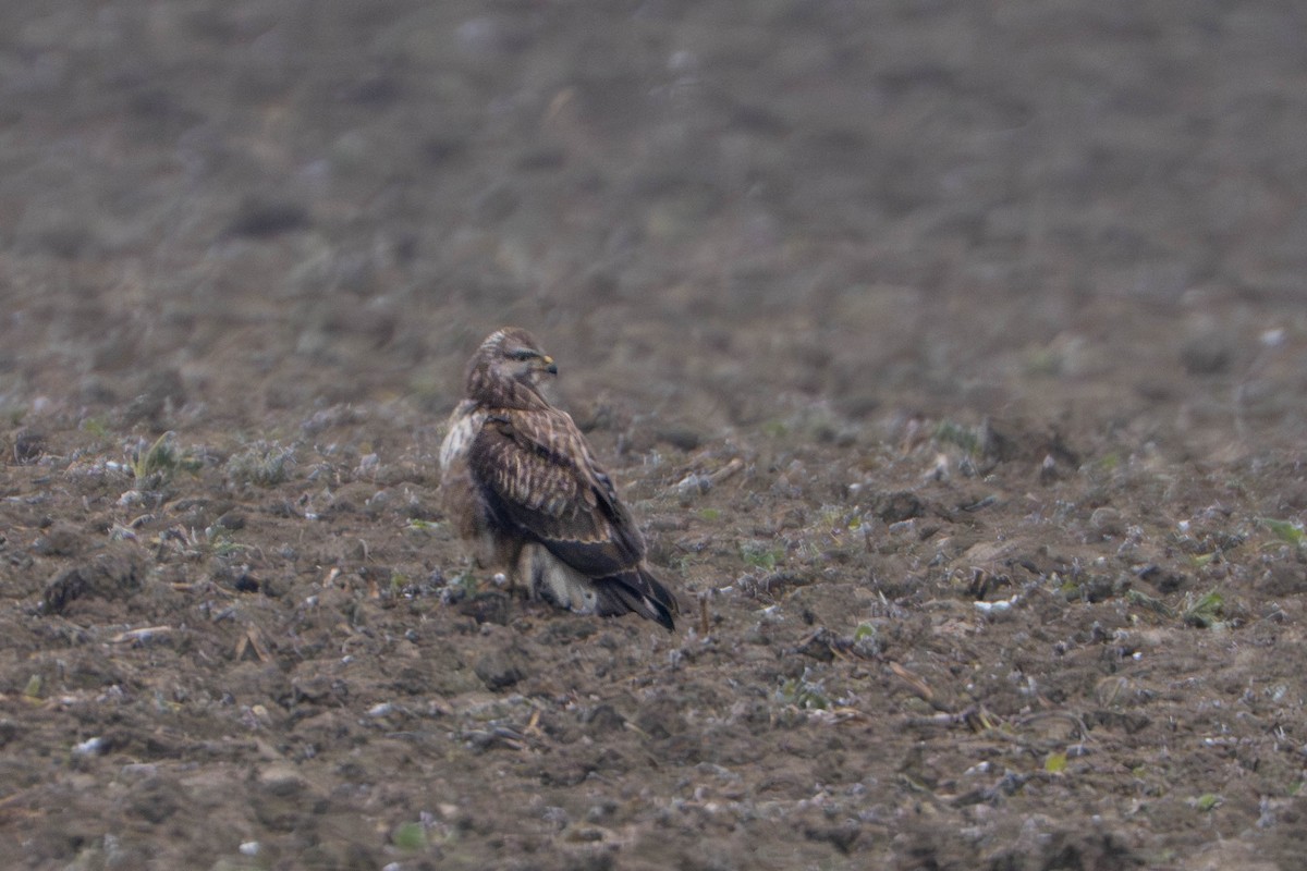 Buse variable - ML647765731