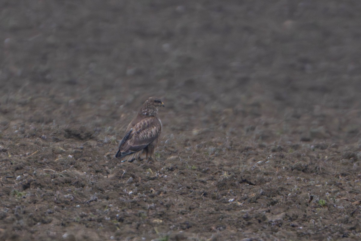 Buse variable - ML647765732