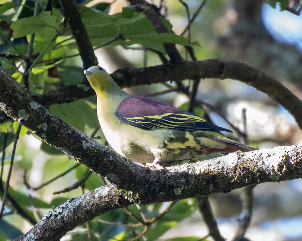 bronsekeiserdue - ML647765803