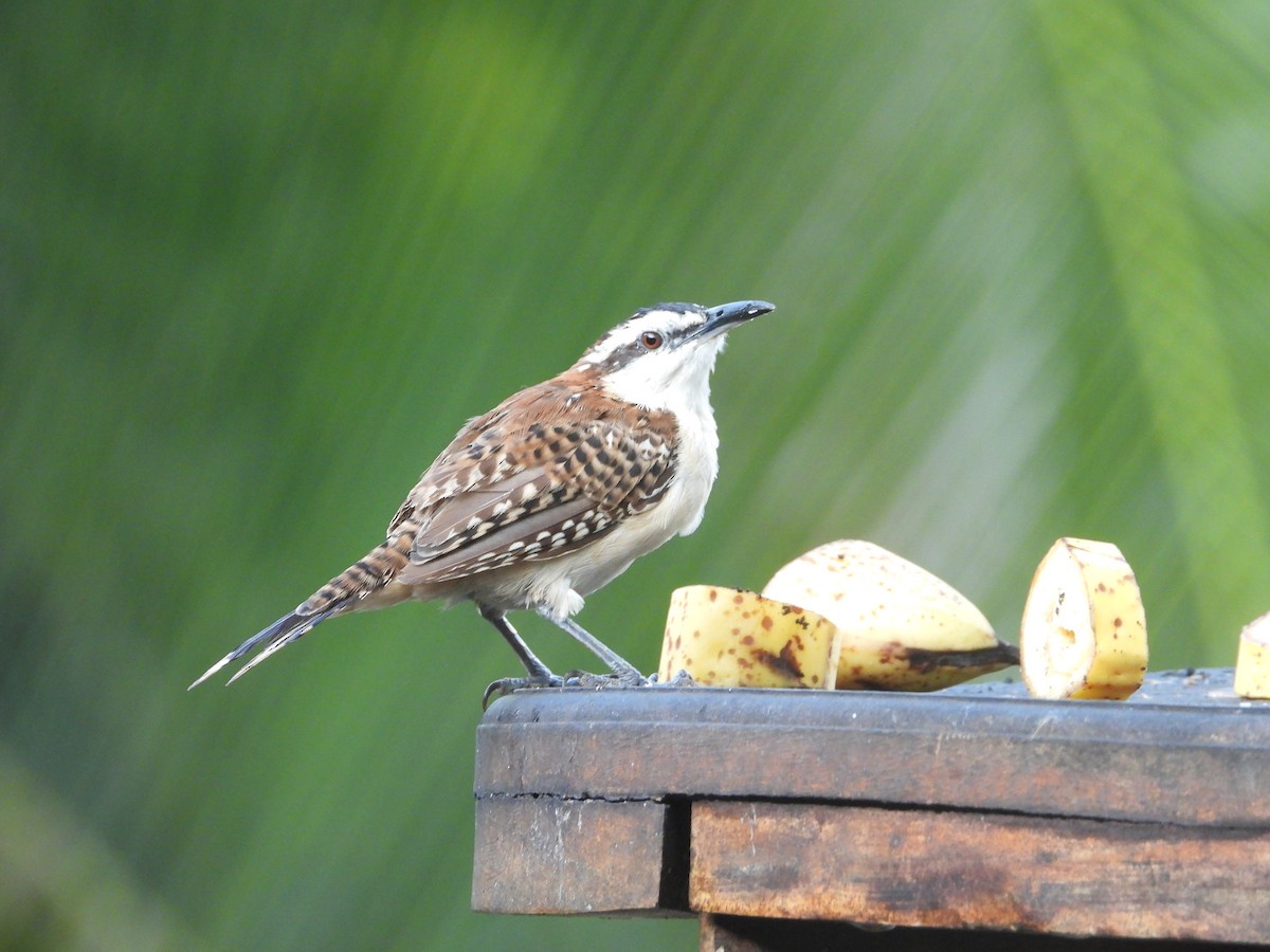 Rufous-backed Wren - ML647765861