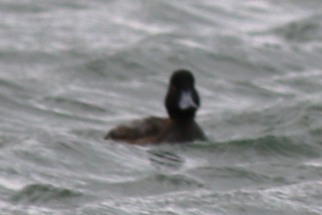 Морская чернеть - ML647765871