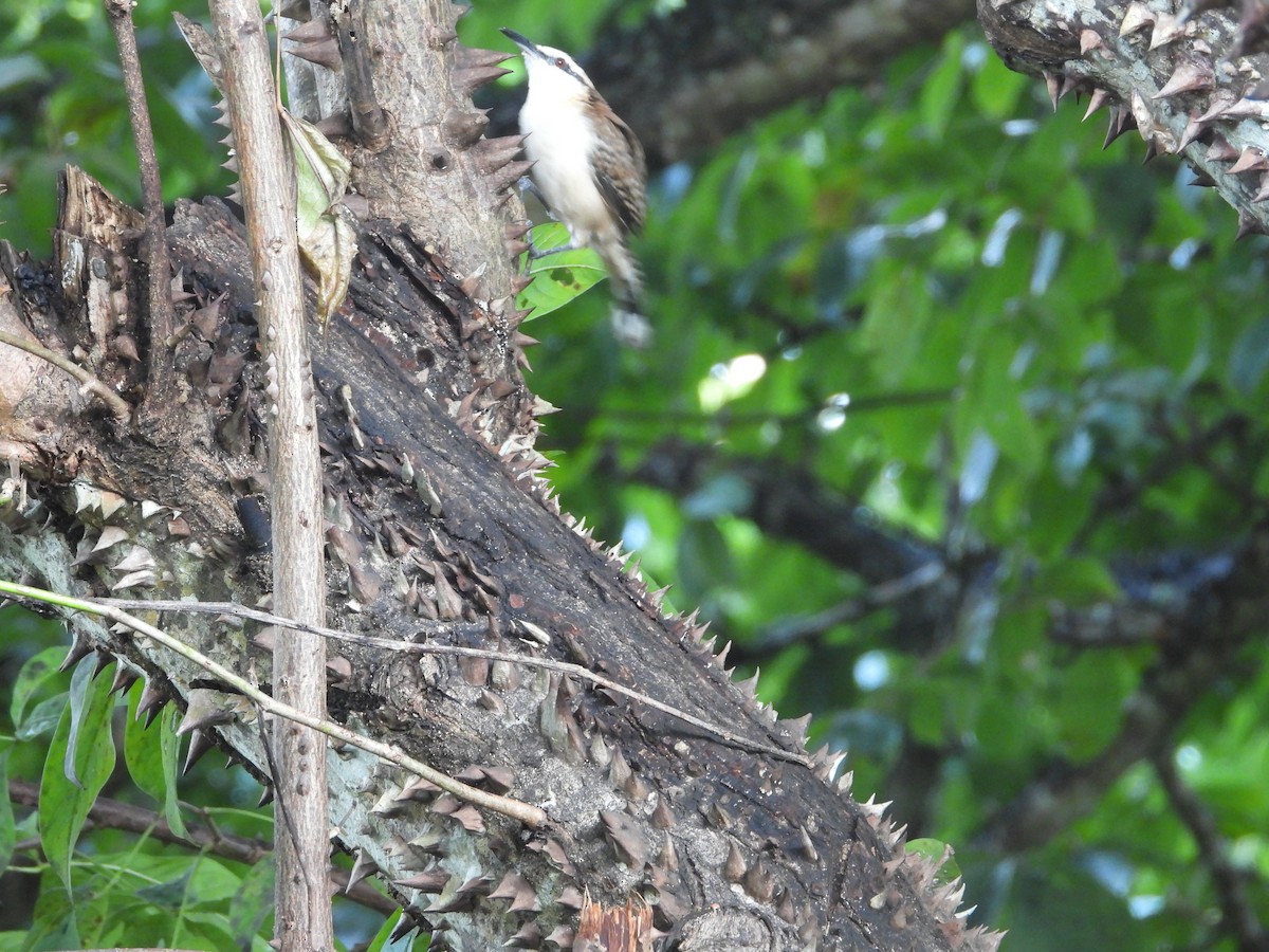 Rufous-backed Wren - ML647765882
