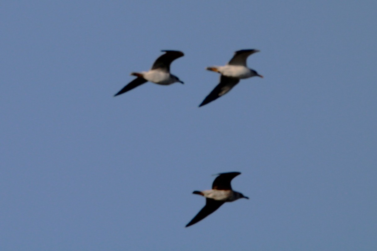 Мартиновий sp. - ML647765902