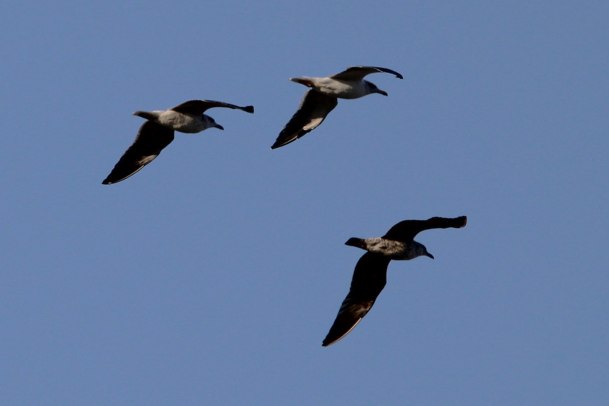 Мартиновий sp. - ML647765907