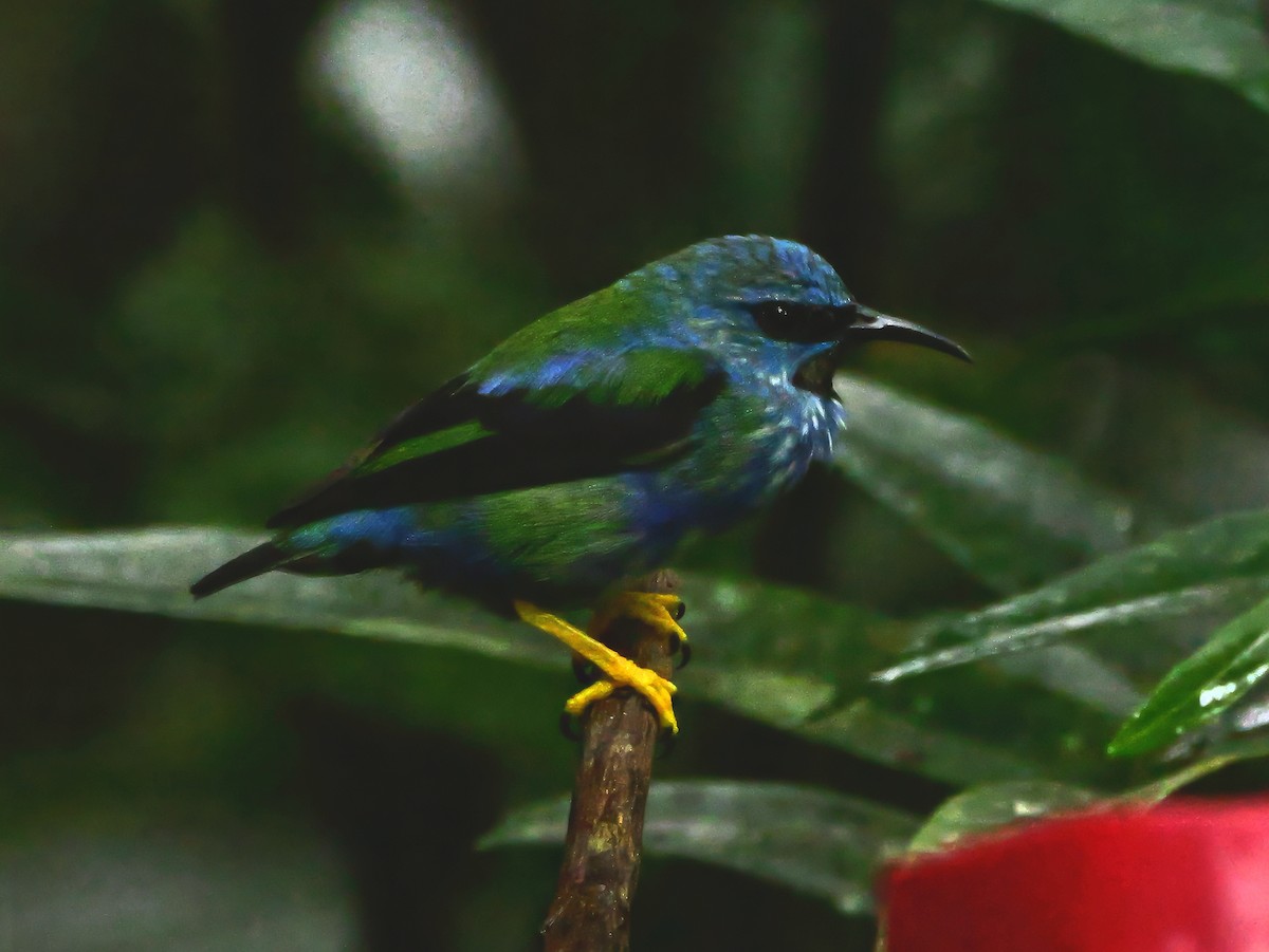 Shining Honeycreeper - ML647765992