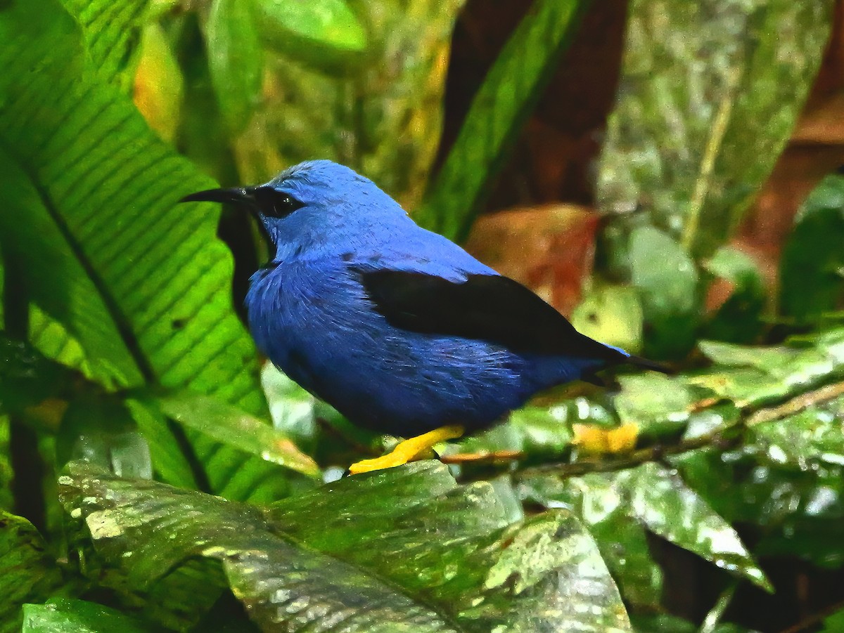 Shining Honeycreeper - ML647765993