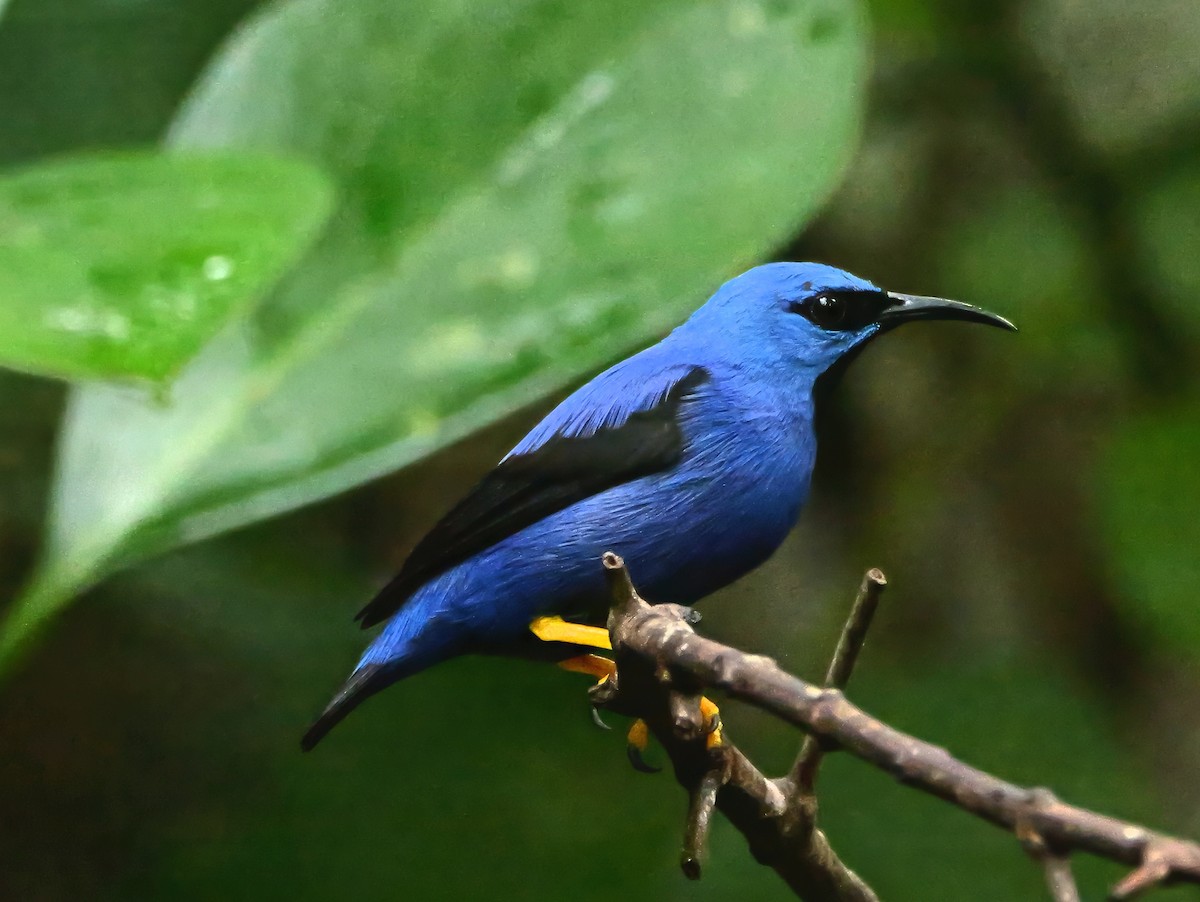Shining Honeycreeper - ML647765994