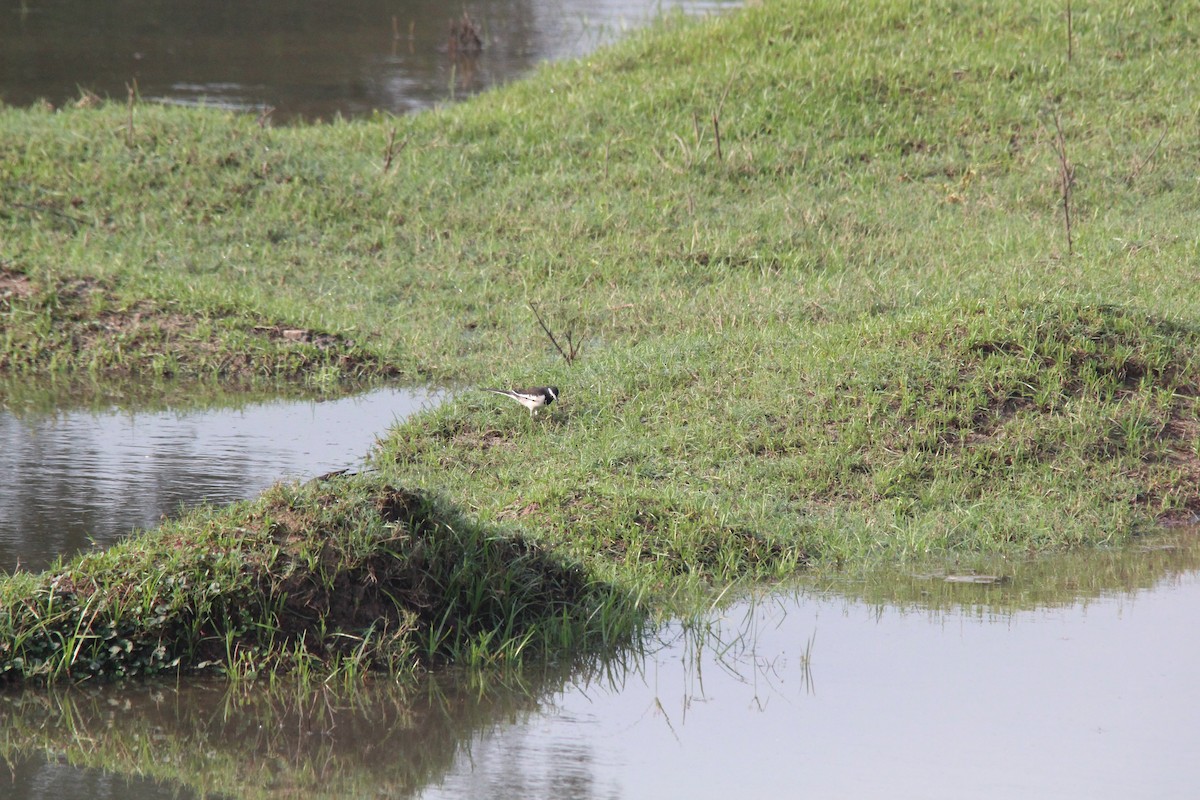White-browed Wagtail - ML647765999