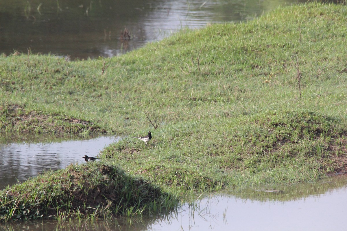 White-browed Wagtail - ML647766000