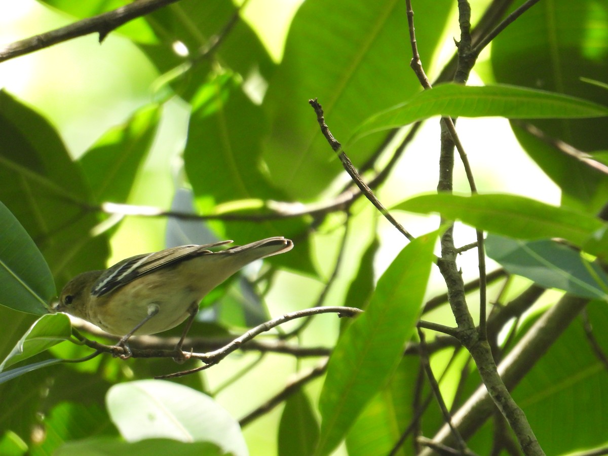 Bay-breasted Warbler - ML647766002