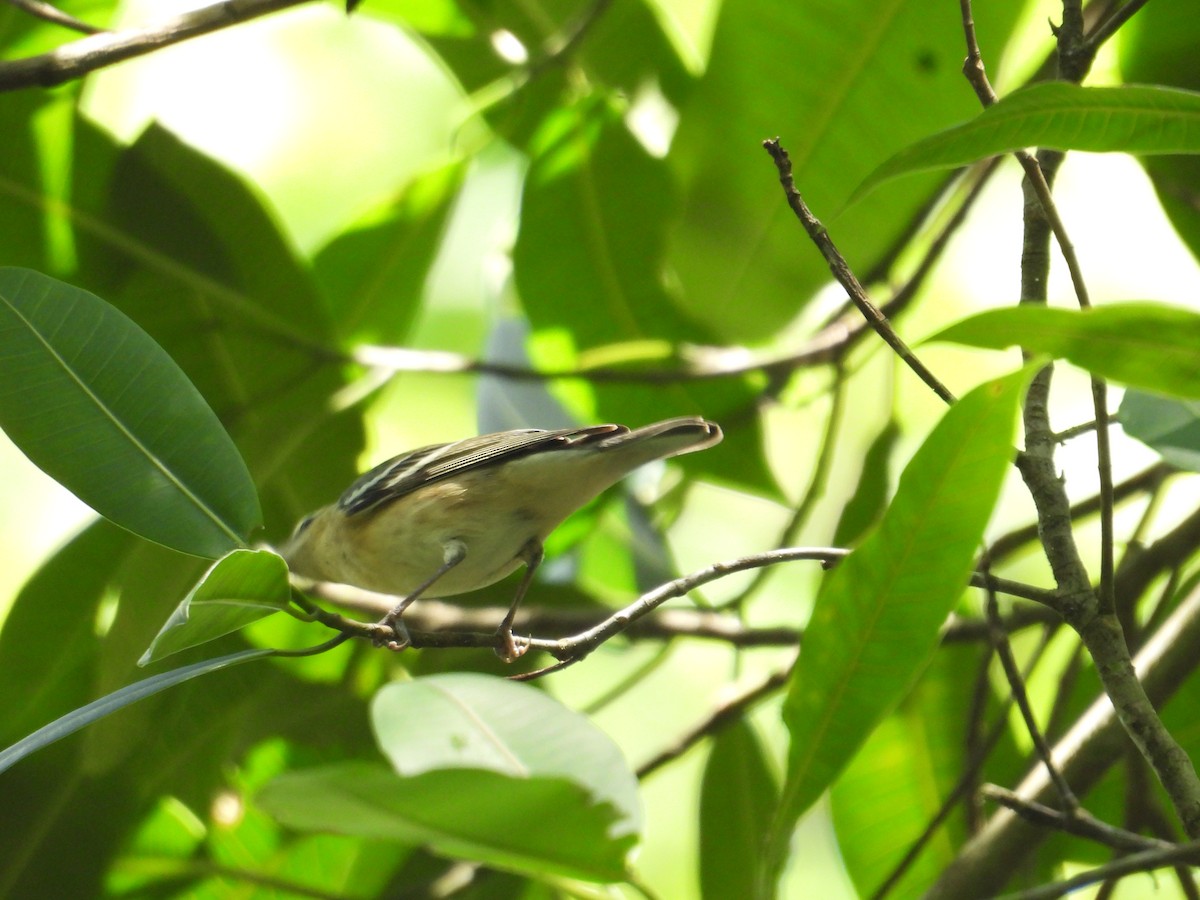 Bay-breasted Warbler - ML647766003