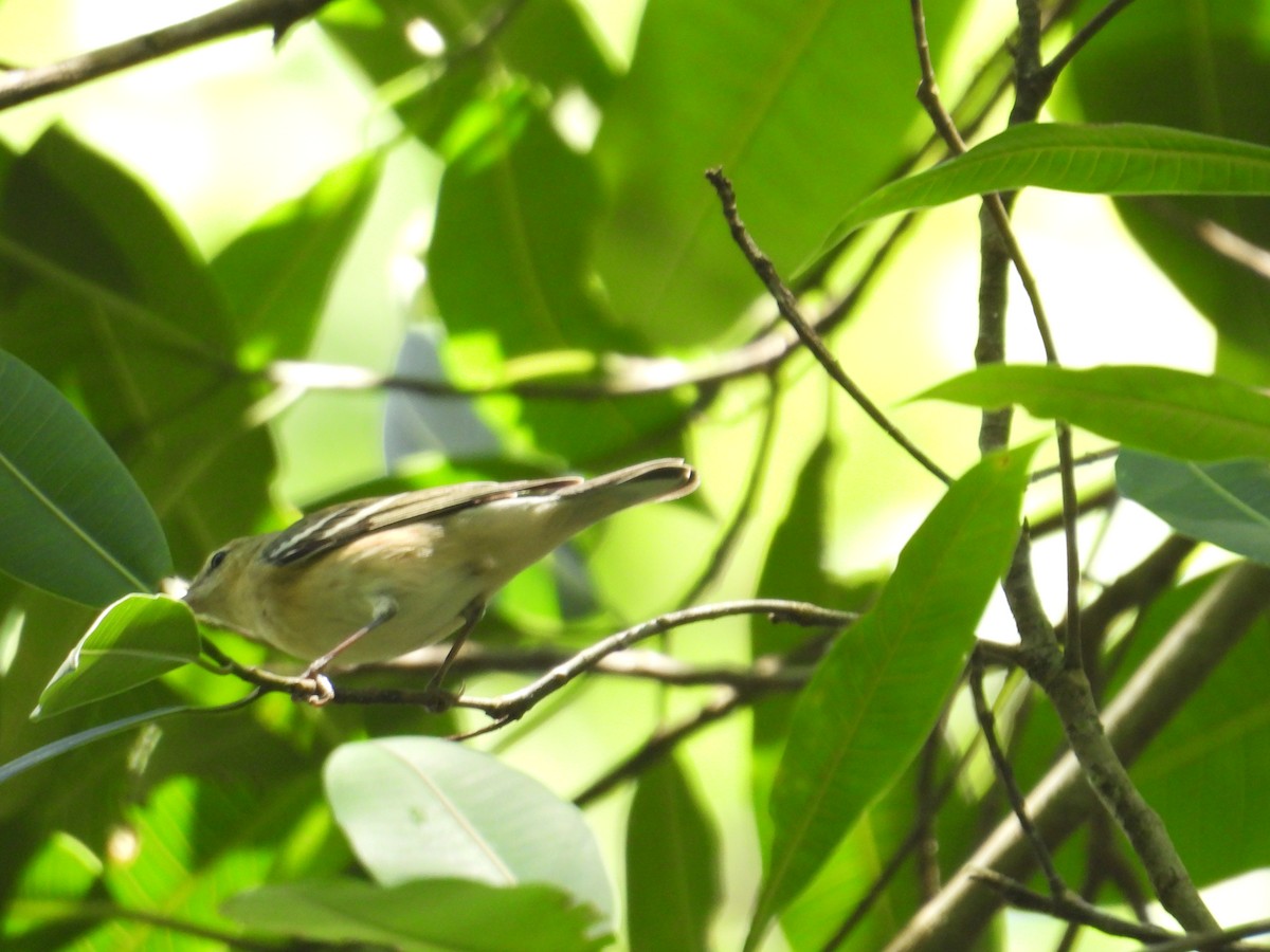 Bay-breasted Warbler - ML647766004