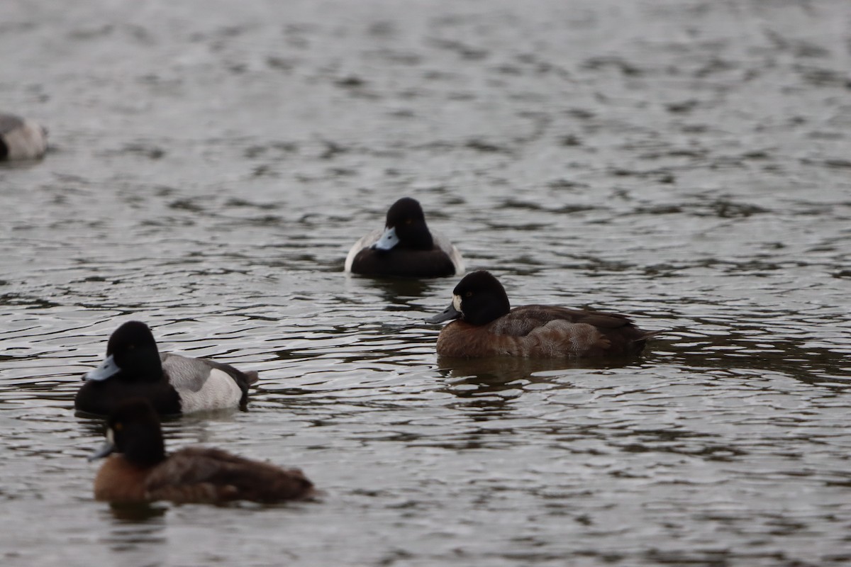 小斑背潛鴨 - ML647766006