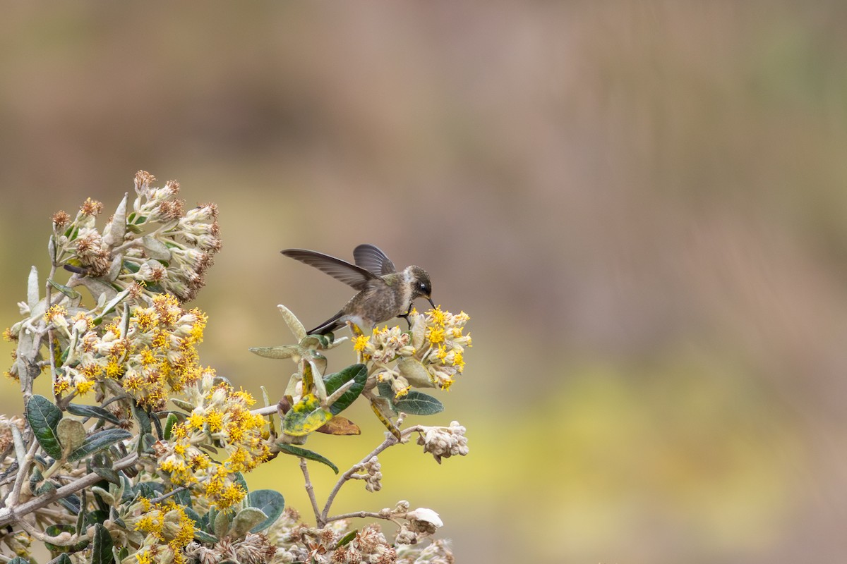 Green-bearded Helmetcrest - ML647766007