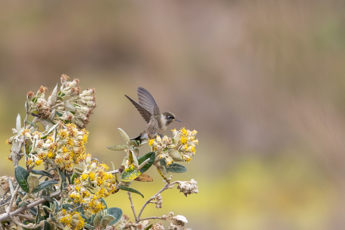 Green-bearded Helmetcrest - ML647766008