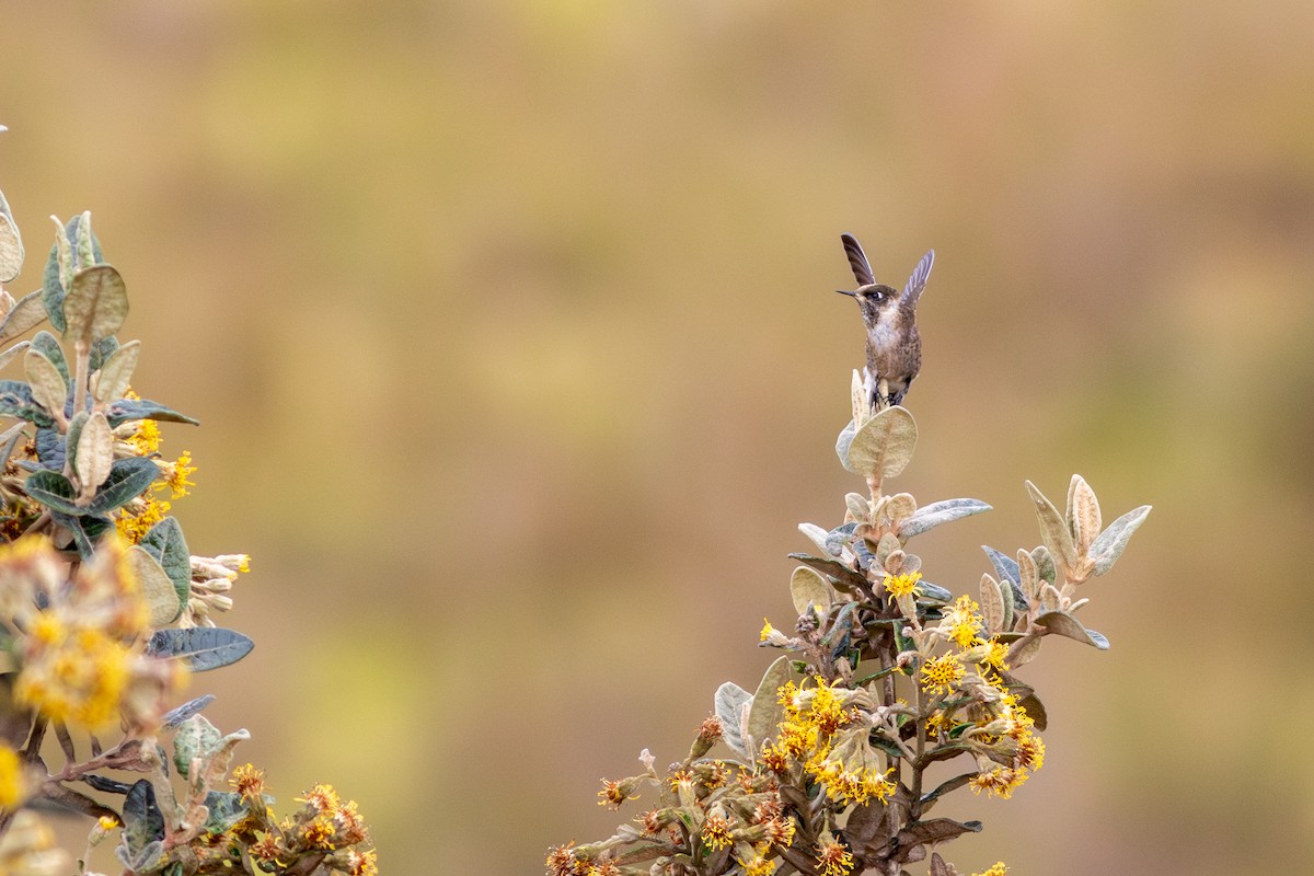Green-bearded Helmetcrest - ML647766009