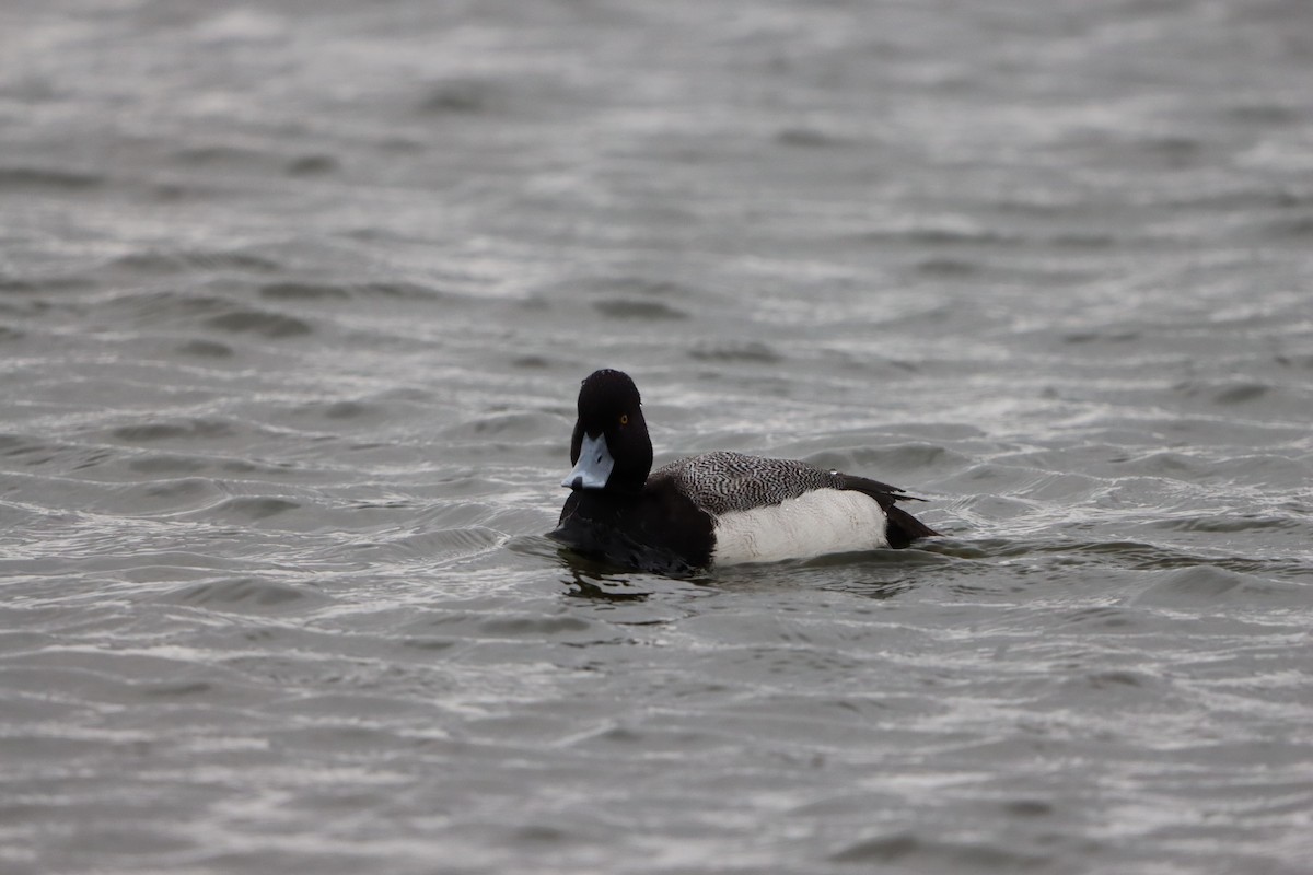 小斑背潛鴨 - ML647766010